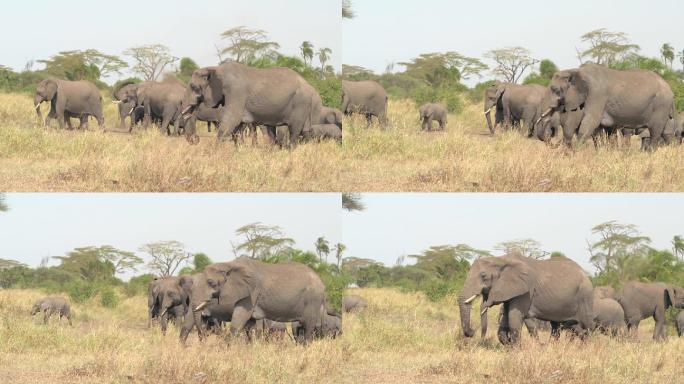 大象行走哺乳动物运动图像