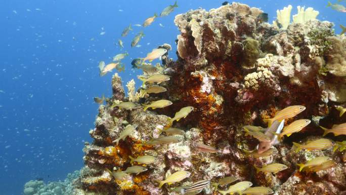库拉索岛加勒比海珊瑚礁的鱼群
