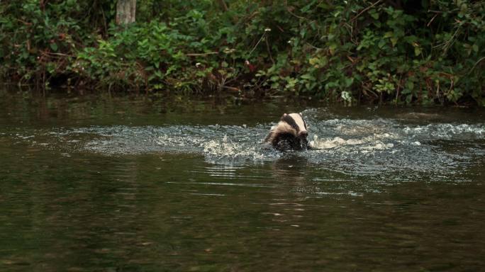 獾濒危动物野生动物园动物游泳