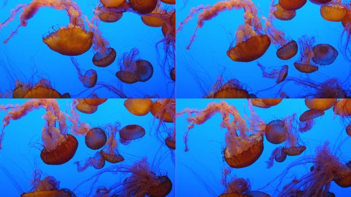 在蓝色海洋中游泳的水母