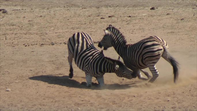斑马搏斗实拍视频非洲平原野马打架