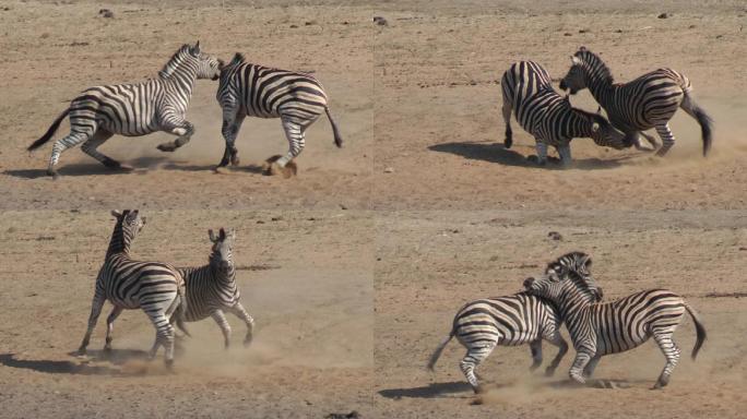 斑马搏斗实拍视频非洲平原野马打架