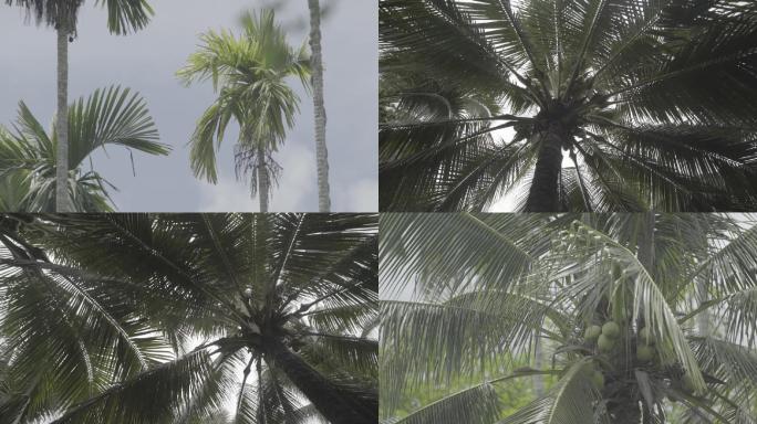 椰子树上有椰子