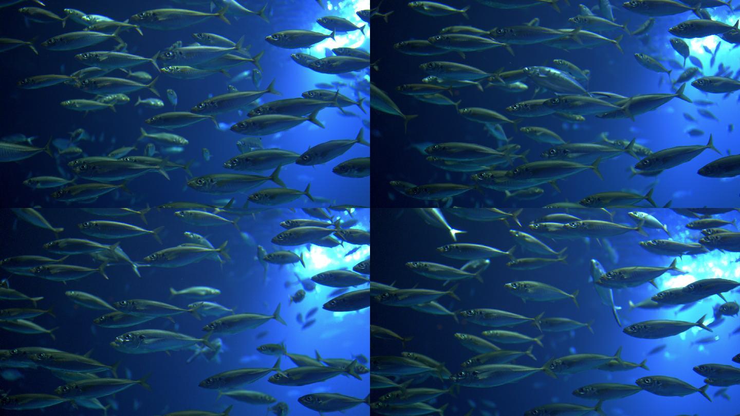 鲭鱼鱼群生态系统
