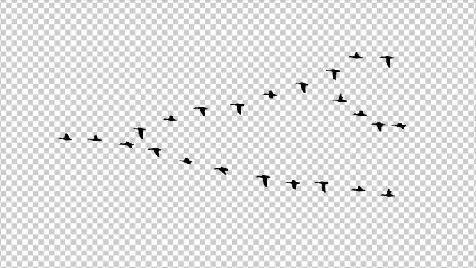 4K鸟类迁徙大雁燕子南飞人字形翱翔