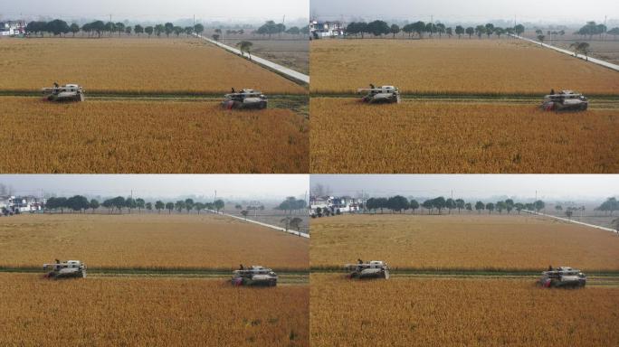 收割水稻，大丰收场景