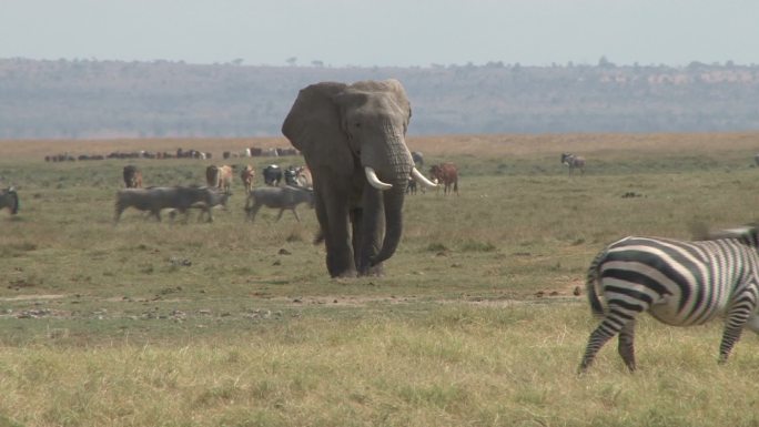 一头大象走近镜头干燥自然象牙