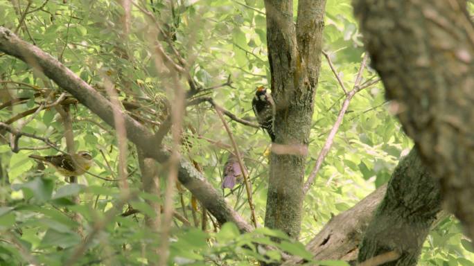 啄木鸟在树上啄食阳光鸟鸣美丽