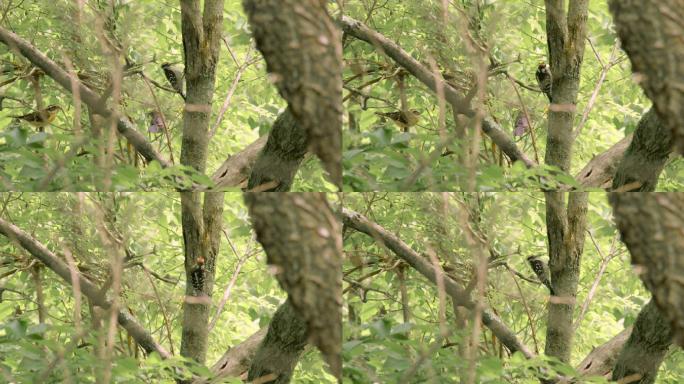 啄木鸟在树上啄食阳光鸟鸣美丽