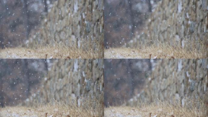 雪花纷纷飘落在威海里口山的山野石墙上