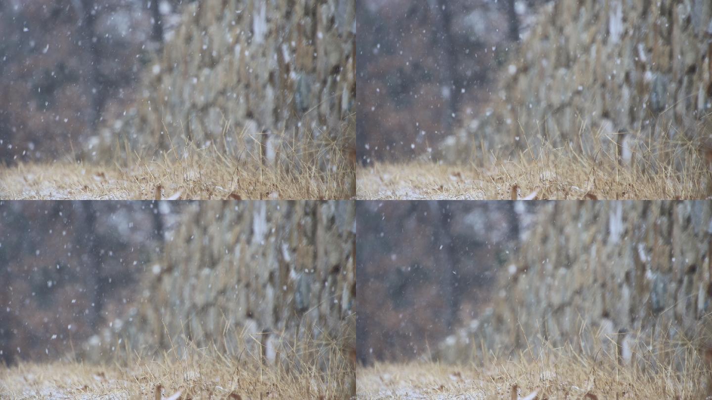 雪花纷纷飘落在威海里口山的山野石墙上