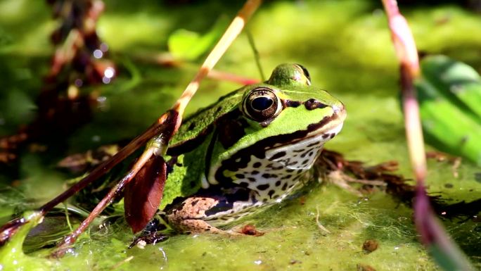 绿蛙坐在池塘里游泳