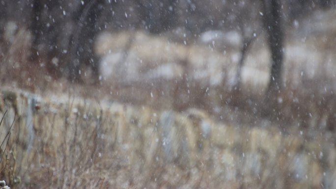 雪花纷纷飘落在威海里口山的山野石墙上