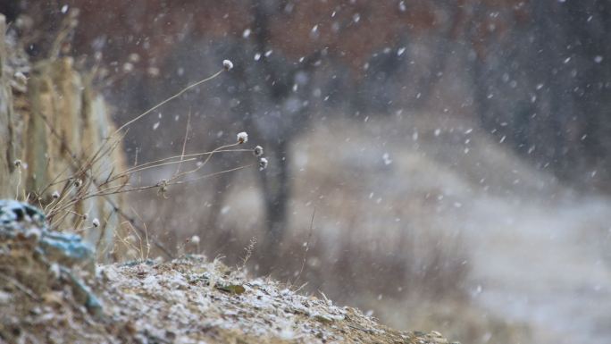 雪花纷纷飘落在威海里口山山间小路的石墙边