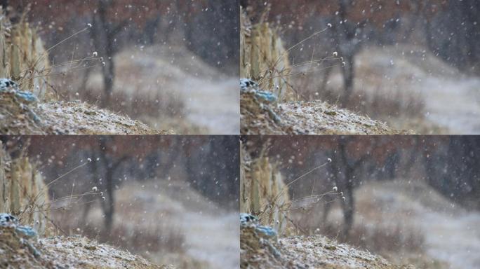 雪花纷纷飘落在威海里口山山间小路的石墙边