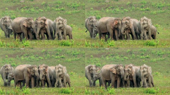 亚洲象群在迁徙危险动物头缓慢