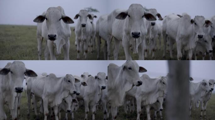 草地上的奶牛慢动作升格镜头白牛