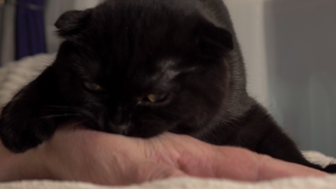 一只愤怒的小猫咬了女人的手