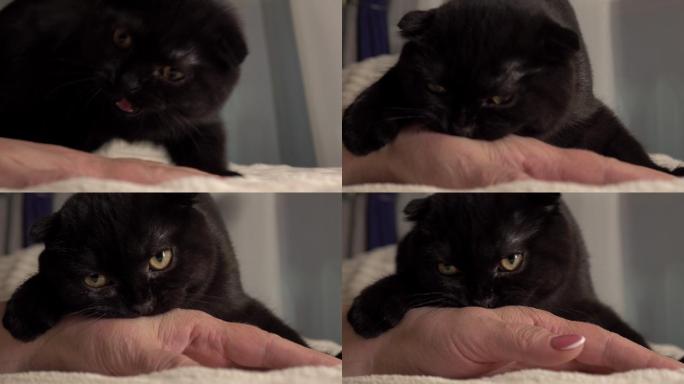 一只愤怒的小猫咬了女人的手