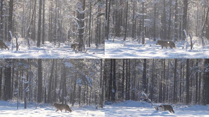 狼在冬季森林里奔跑