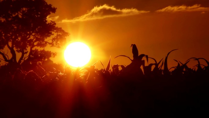 日落时的庄稼田园日落夕阳晚霞余晖