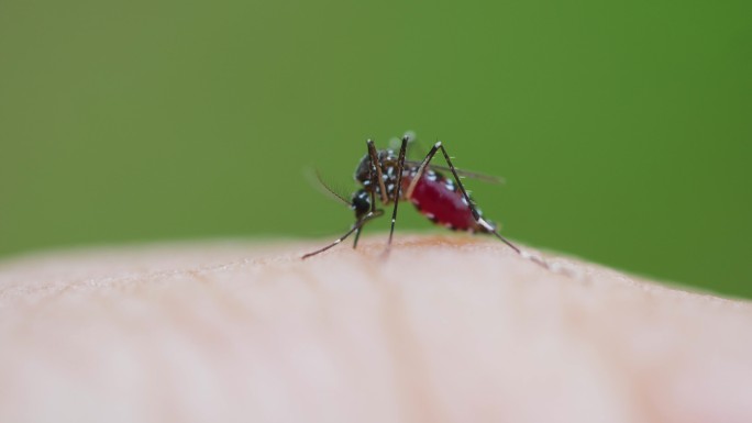 蚊子在皮肤上吸血流行病害虫疟疾