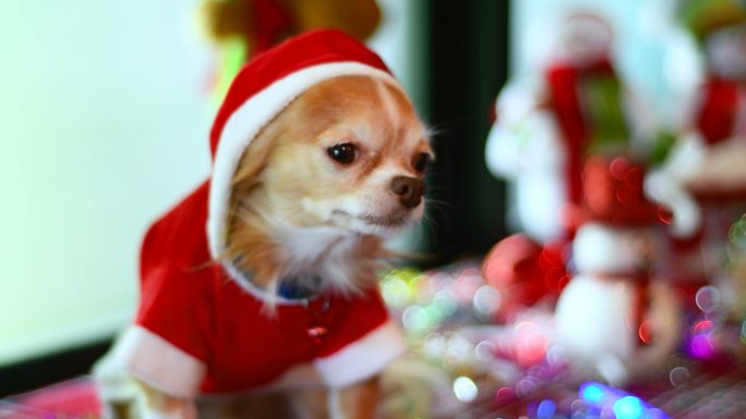 奇瓦瓦狗穿着圣诞服饰