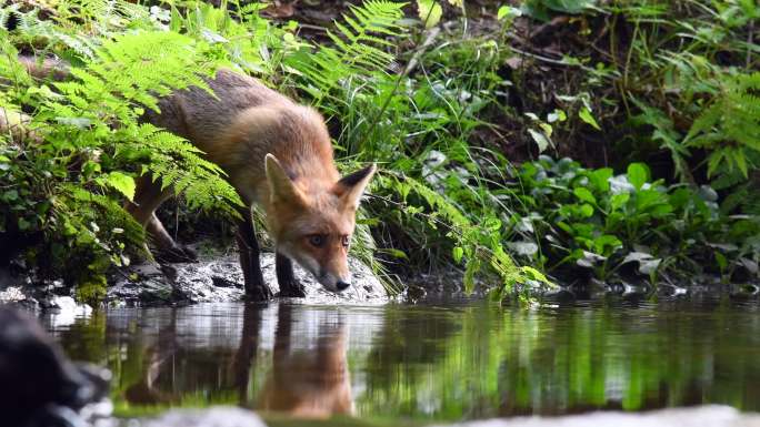红狐在森林溪流中喝水