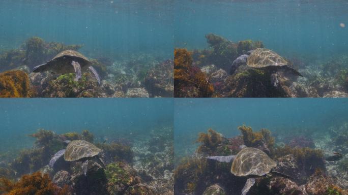 绿海龟在加拉帕戈斯海底