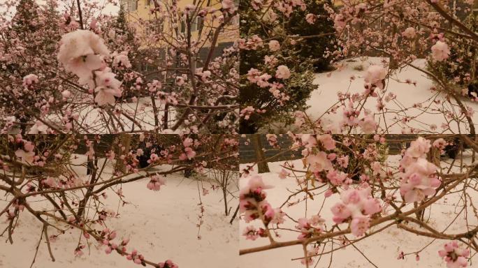雪中开花