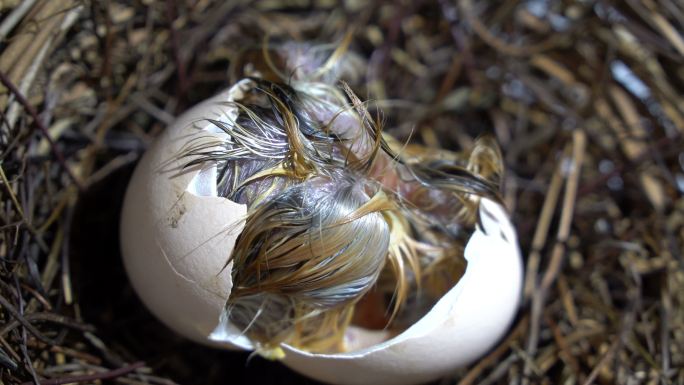 小鸡孵化破壳新生特写破壳而出