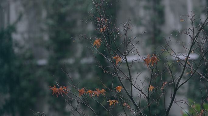 秋天的落叶和雨滴残枝败柳凄凉意境树枝凋零