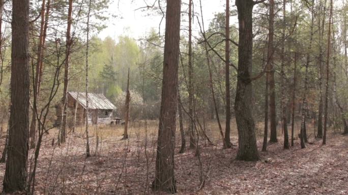 森林中的木屋林中小屋森林小屋隐士埋名