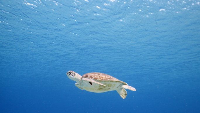 绿海龟在加勒比海水中游泳
