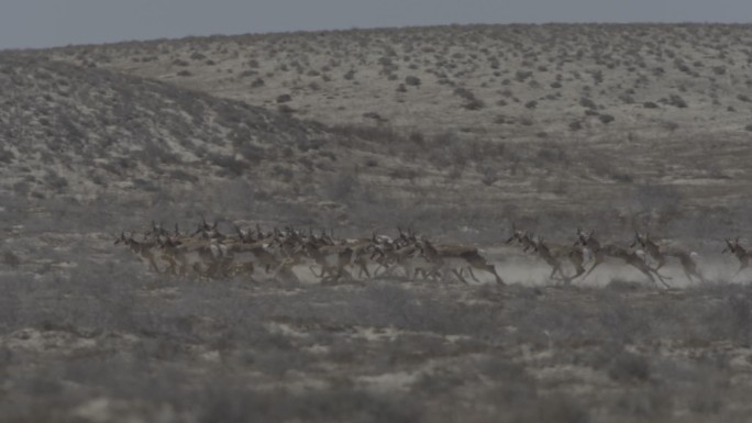 一群角羚在奔跑迁徙大自然藏羚羊