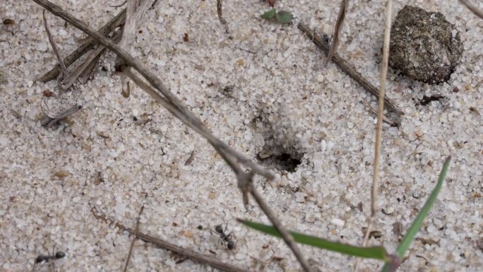 白沙黑蚂蚁