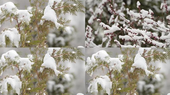 树枝上的雪