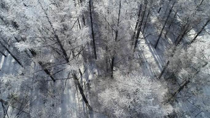 航拍 北方 雾凇 树挂 冬天 松树林