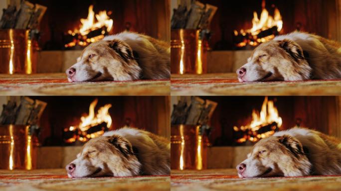 躺在壁炉旁的狗狼要睡着了慵懒