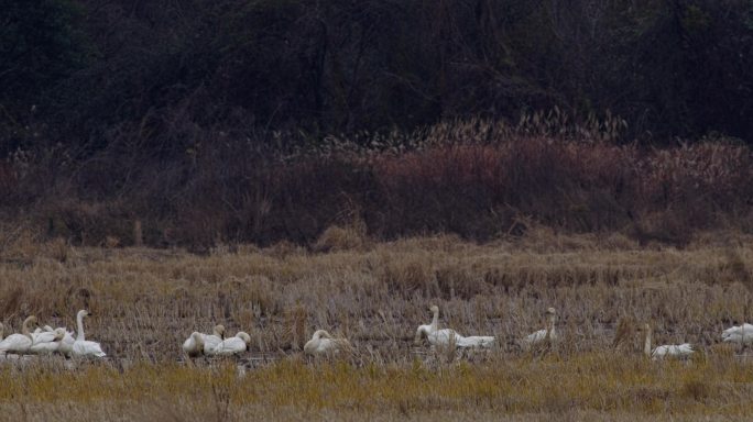 冬季稻田里的一群天鹅觅食04