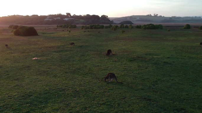 澳大利亚一群袋鼠航拍草原大草原