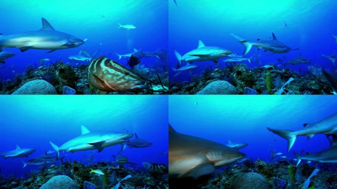 鲨鱼海底世界海洋生物