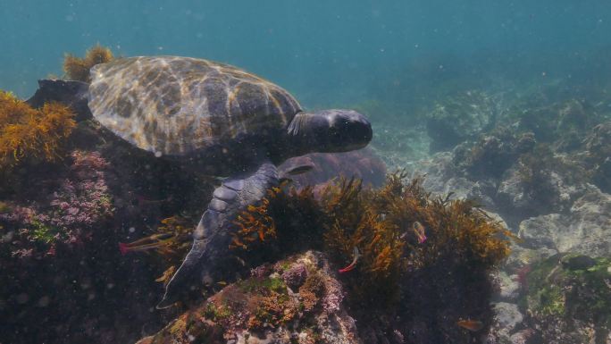 海底游泳的绿海龟视频素材海洋风光海洋植物