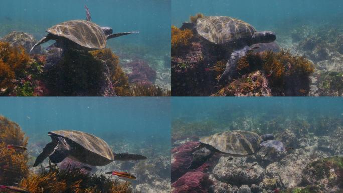 海底游泳的绿海龟视频素材海洋风光海洋植物