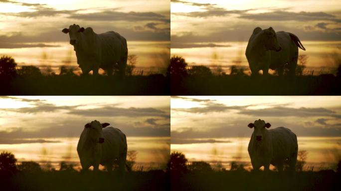 日出时的奶牛新西兰天然绿色夕阳黄昏晚霞