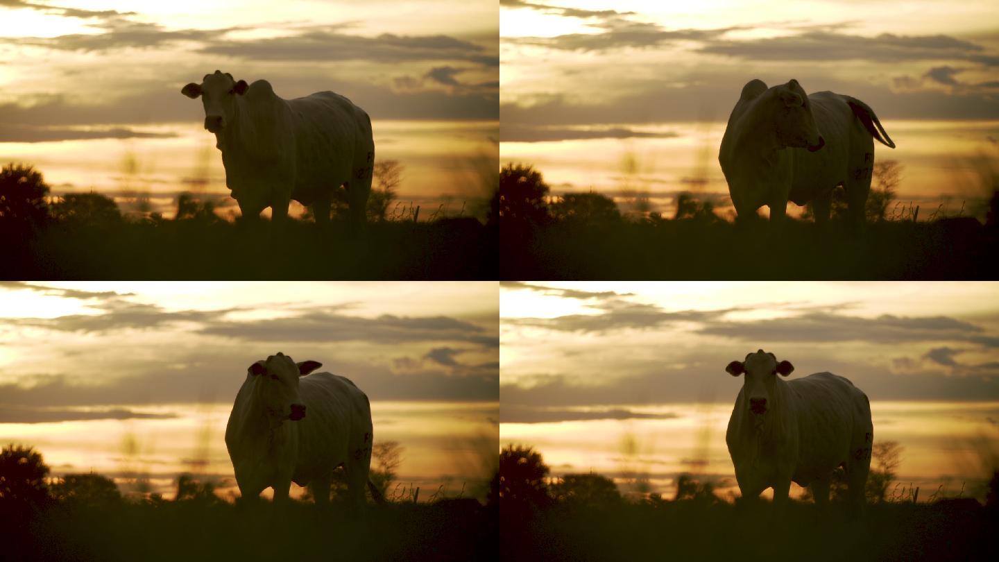日出时的奶牛新西兰天然绿色夕阳黄昏晚霞