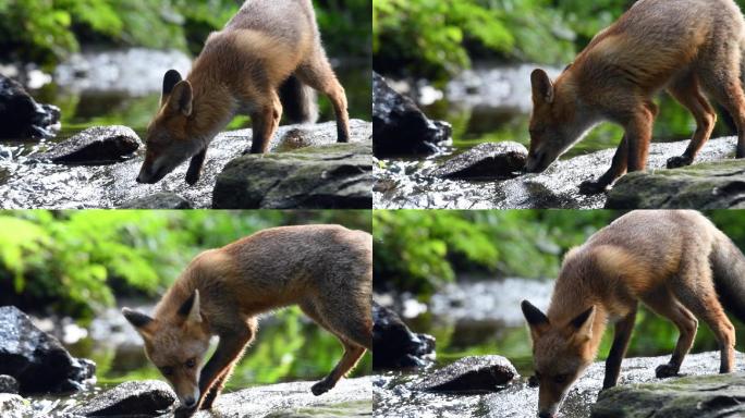 红狐在森林里奔跑野外户外溪流