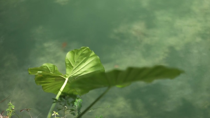 湖边水边河边空镜