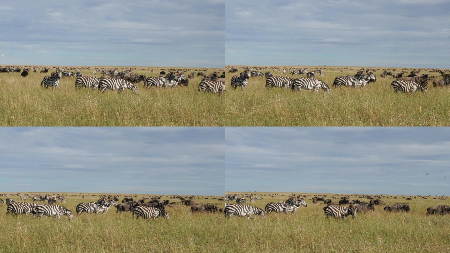 斑马东非非洲旅游动物保护