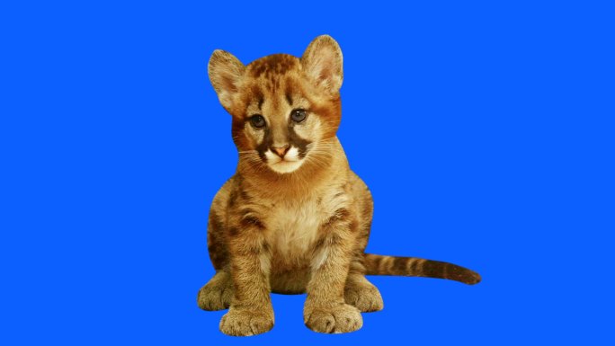 美洲狮宝宝野生动物蓝屏